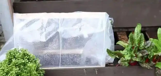 你的發財樹現在還好嗎？不想每年重新買，快來記住這幾點