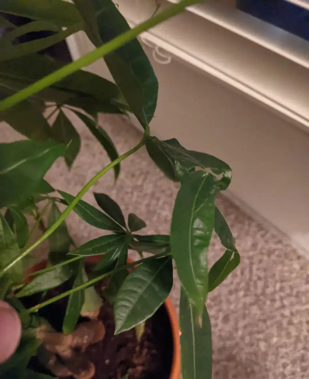 你的發財樹現在還好嗎？不想每年重新買，快來記住這幾點