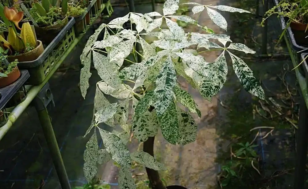 你的發財樹現在還好嗎？不想每年重新買，快來記住這幾點