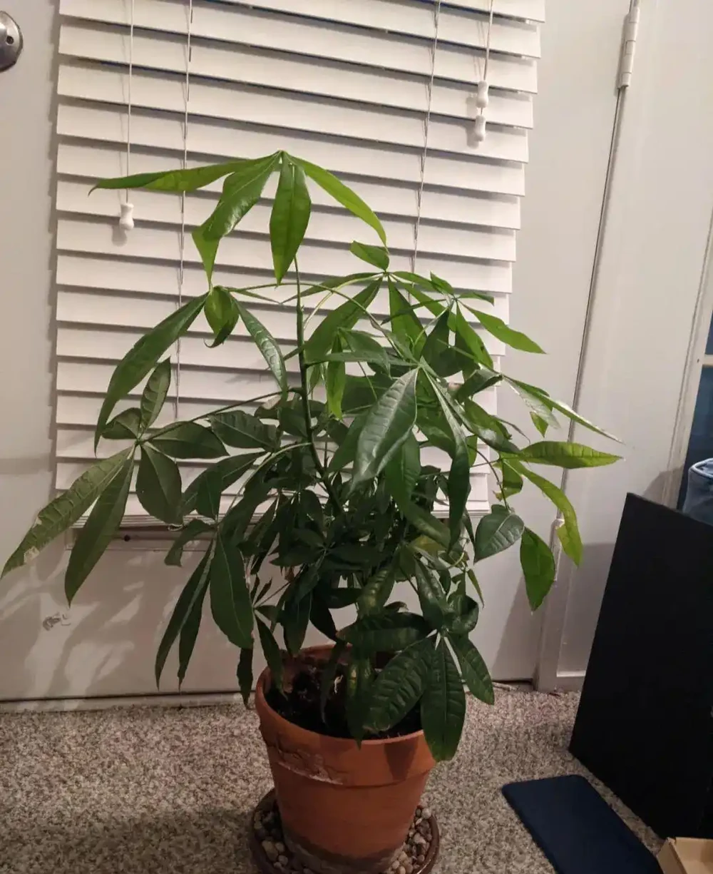 你的發財樹現在還好嗎？不想每年重新買，快來記住這幾點