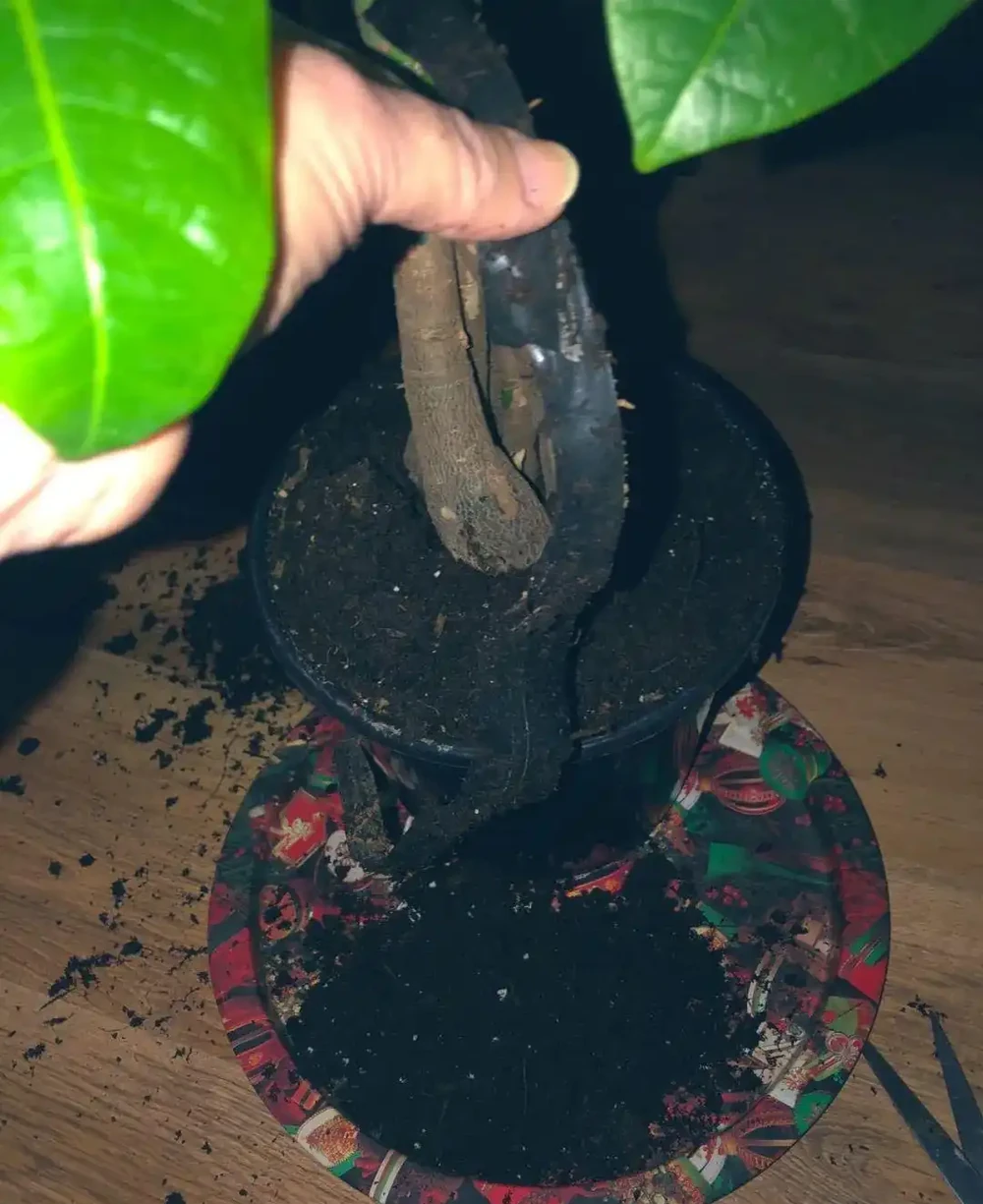 你的發財樹現在還好嗎？不想每年重新買，快來記住這幾點