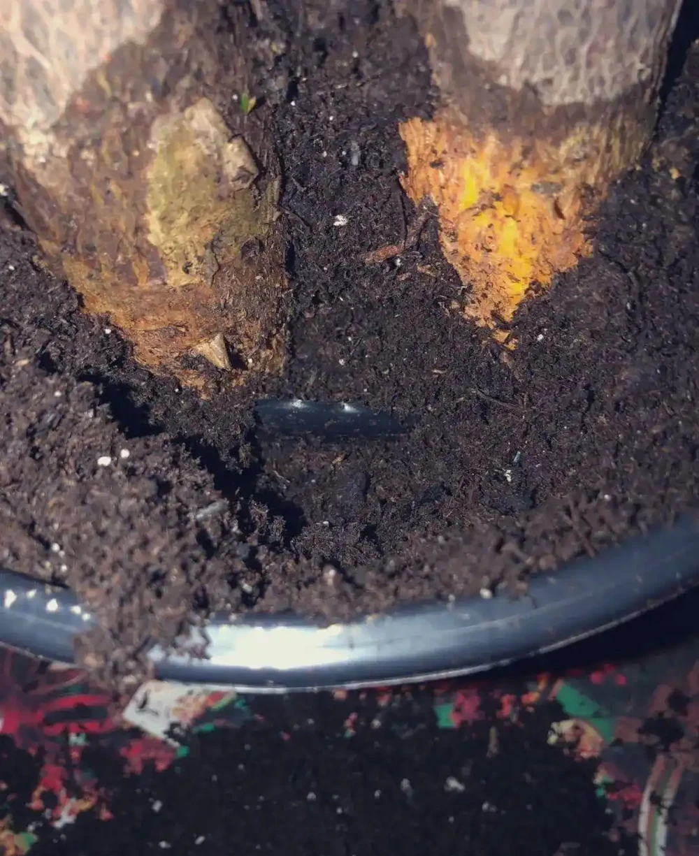 你的發財樹現在還好嗎？不想每年重新買，快來記住這幾點