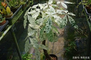 你的發財樹現在還好嗎？不想每年重新買，快來記住這幾點