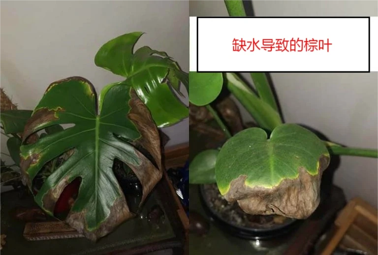 龜背芋六大常見問題