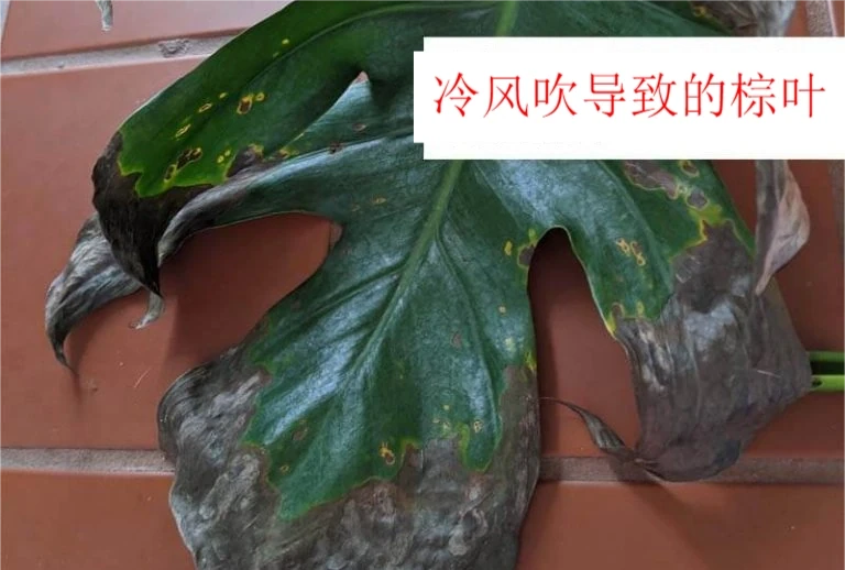 龜背芋六大常見問題