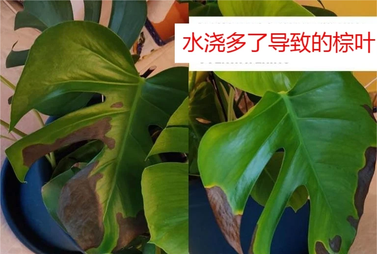 龜背芋六大常見問題