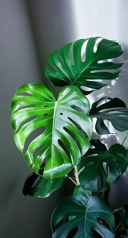 龜背芋六大常見問題