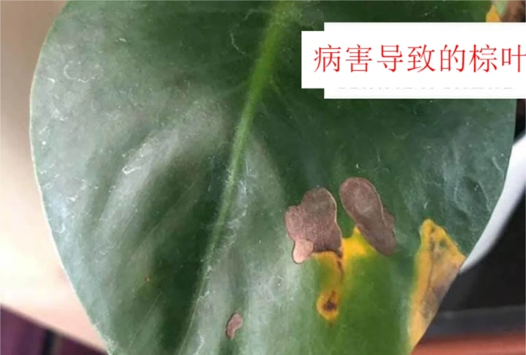 龜背芋六大常見問題