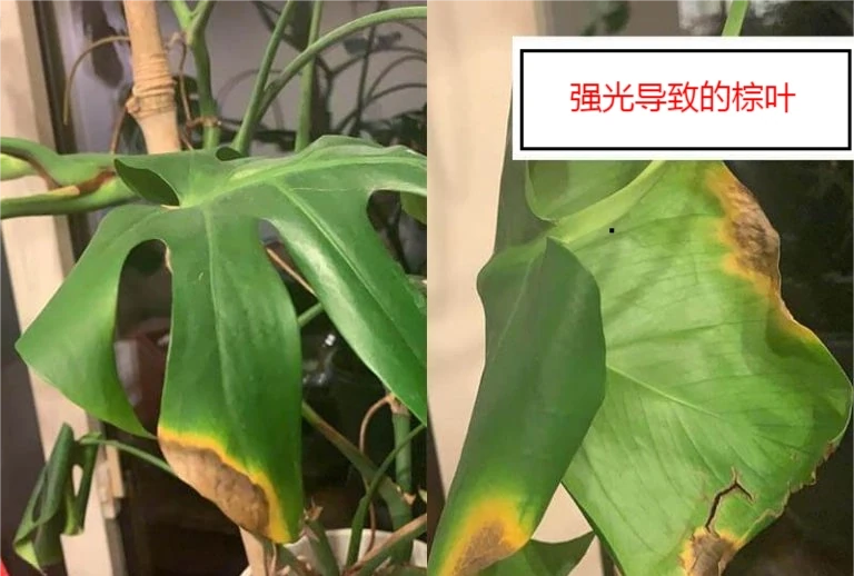 龜背芋六大常見問題
