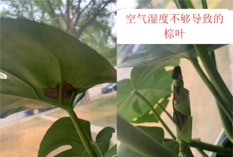 龜背芋六大常見問題