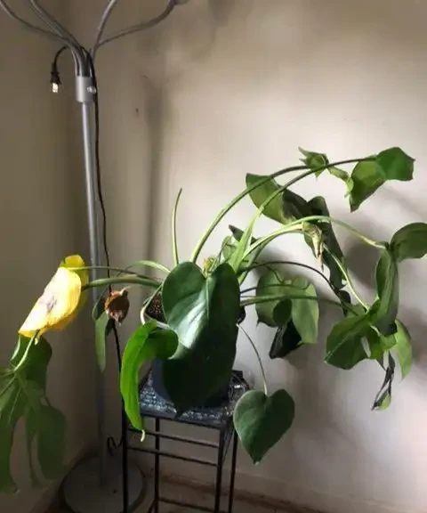 龜背芋六大常見問題