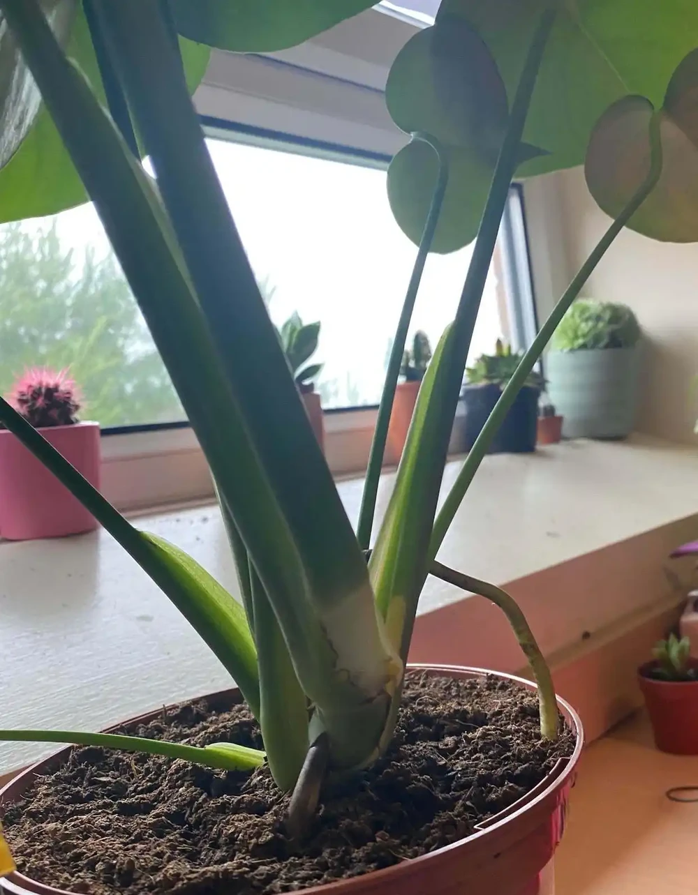 龜背芋六大常見問題