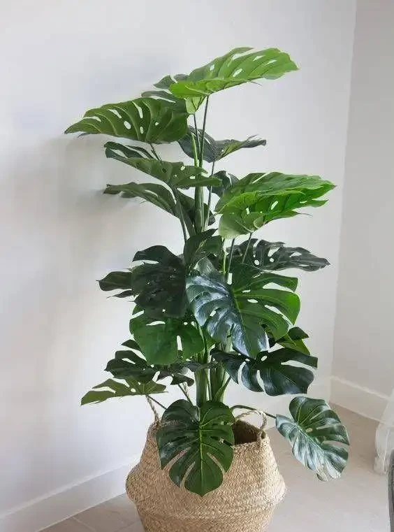 龜背芋六大常見問題