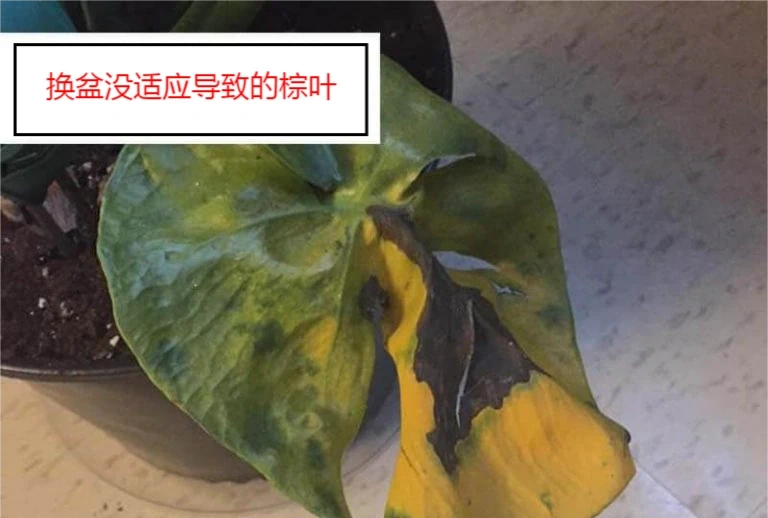 龜背芋六大常見問題