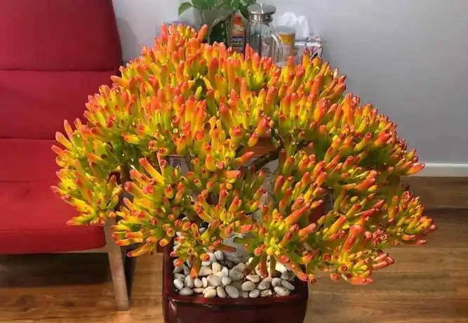 十樹進宅,兒孫有財!居家養樹,首選這10種,花美果多,寓意好
