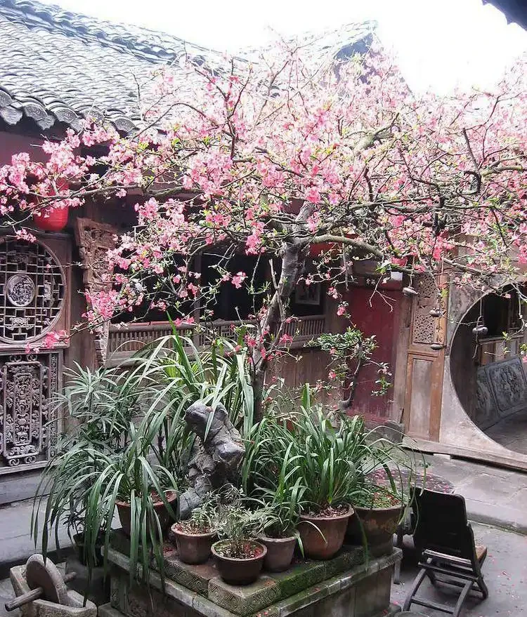 十樹進宅,兒孫有財!居家養樹,首選這10種,花美果多,寓意好