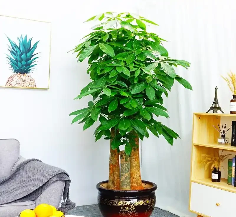 十樹進宅，兒孫有財！居家養樹，首選這10種，花美果多，寓意好