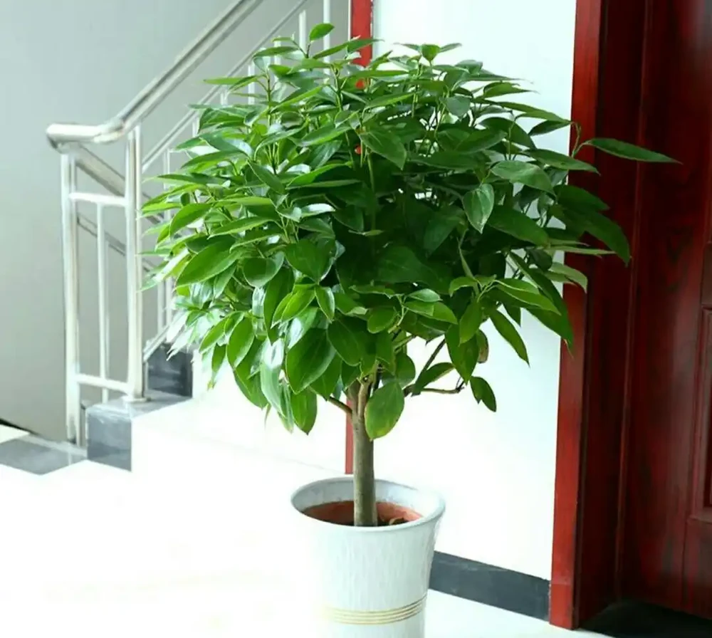 十樹進宅,兒孫有財!居家養樹,首選這10種,花美果多,寓意好
