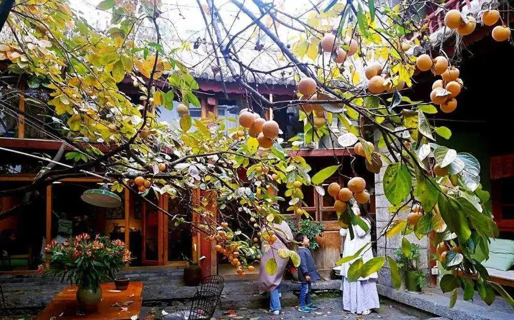 十樹進宅,兒孫有財!居家養樹,首選這10種,花美果多,寓意好