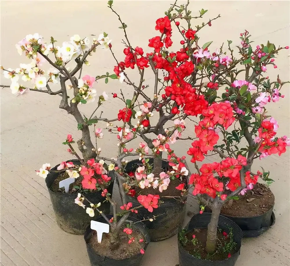 十樹進宅,兒孫有財!居家養樹,首選這10種,花美果多,寓意好