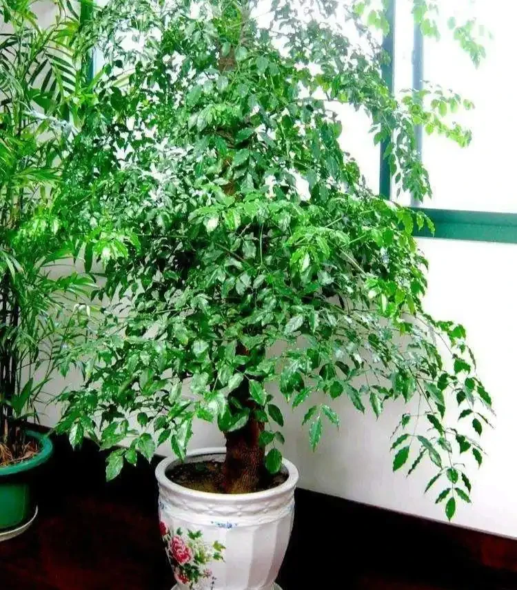 十樹進宅,兒孫有財!居家養樹,首選這10種,花美果多,寓意好