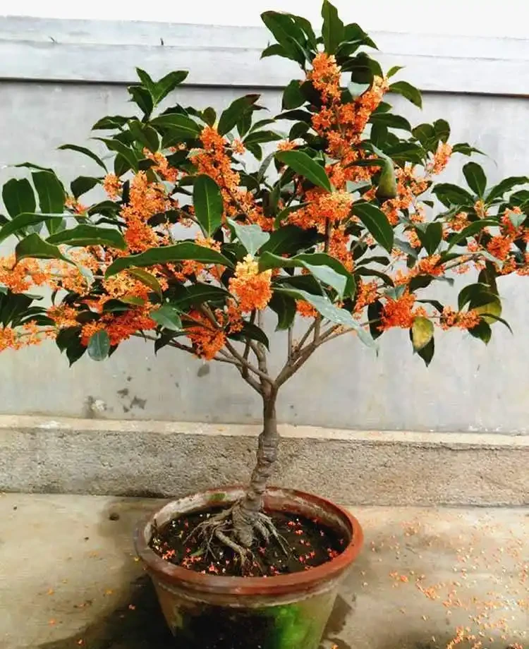 十樹進宅,兒孫有財!居家養樹,首選這10種,花美果多,寓意好
