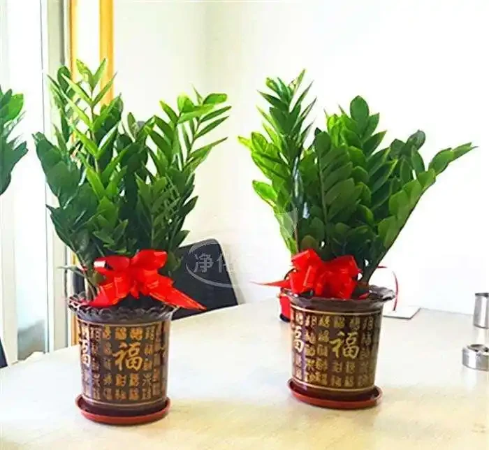 十樹進宅,兒孫有財!居家養樹,首選這10種,花美果多,寓意好