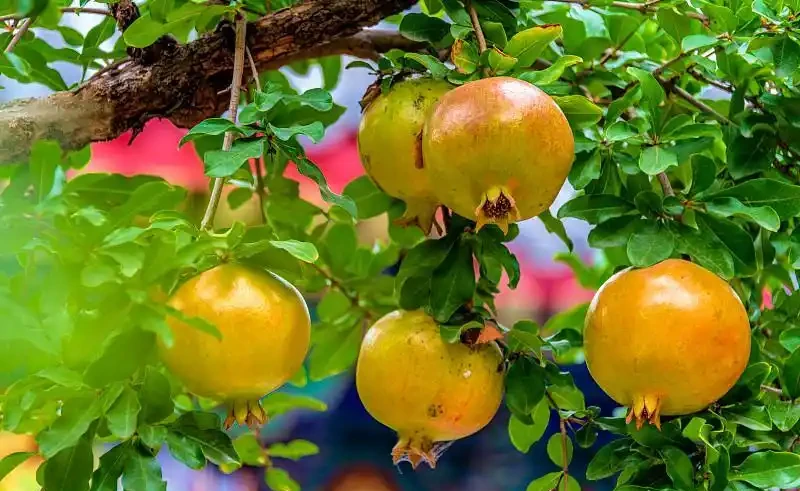 十樹進宅,兒孫有財!居家養樹,首選這10種,花美果多,寓意好