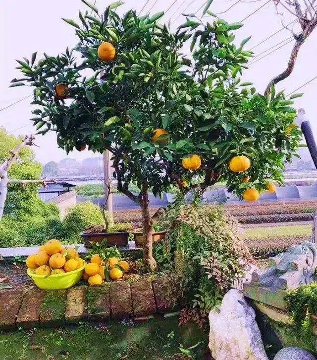 十樹進宅,兒孫有財!居家養樹,首選這10種,花美果多,寓意好