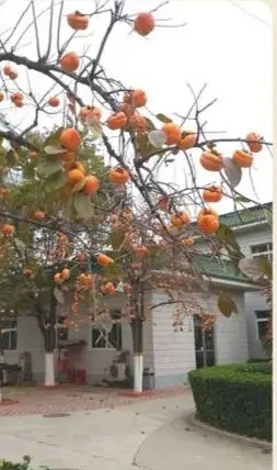 十樹進宅，兒孫有財！居家養樹，首選這10種，花美果多，寓意好