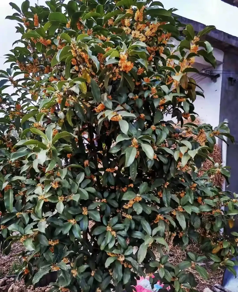 十樹進宅,兒孫有財!居家養樹,首選這10種,花美果多,寓意好