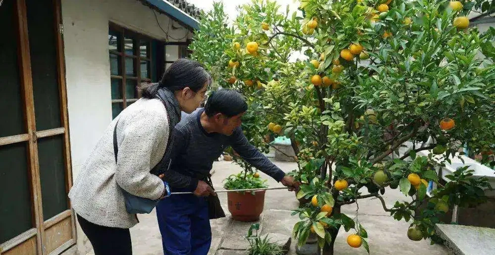 十樹進宅,兒孫有財!居家養樹,首選這10種,花美果多,寓意好