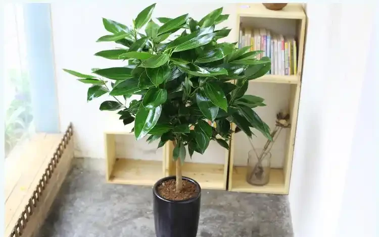 十樹進宅,兒孫有財!居家養樹,首選這10種,花美果多,寓意好