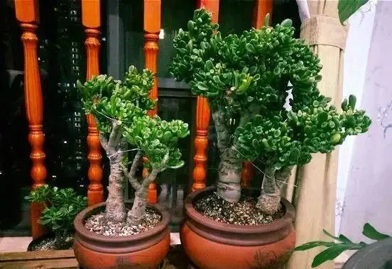 十樹進宅,兒孫有財!居家養樹,首選這10種,花美果多,寓意好