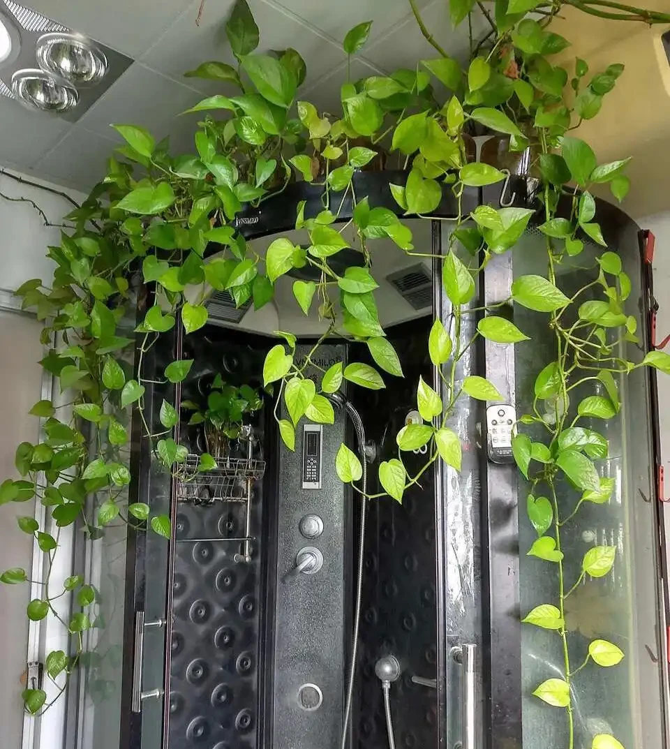 6種「洋氣花」，廁所裡養的旺，臭味吸光，衛生間變小花園