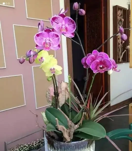 6種「洋氣花」，廁所裡養的旺，臭味吸光，衛生間變小花園