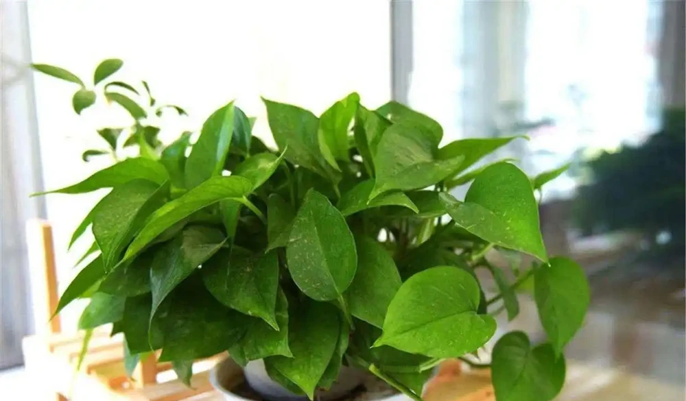 6種「洋氣花」，廁所裡養的旺，臭味吸光，衛生間變小花園