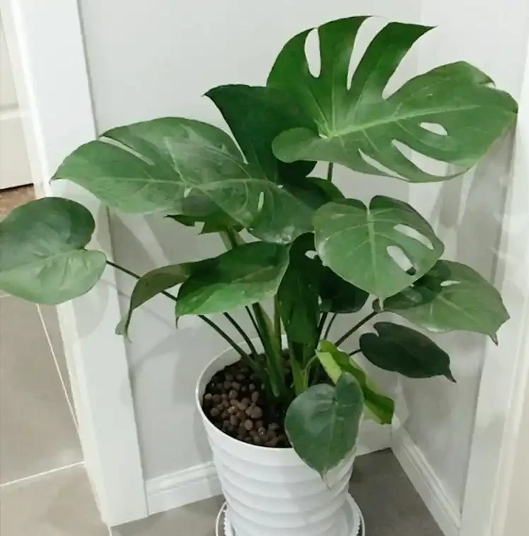 6種「洋氣花」，廁所裡養的旺，臭味吸光，衛生間變小花園