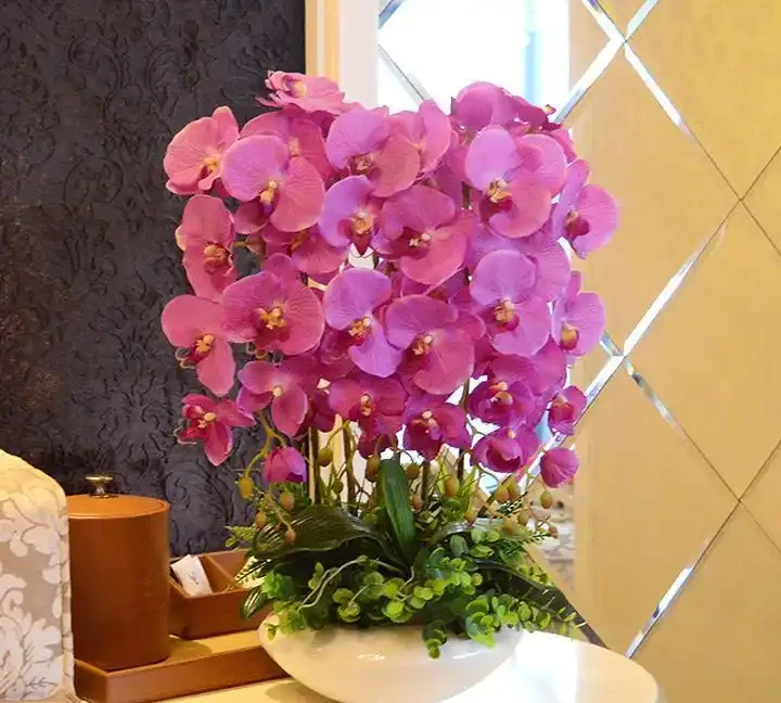 6種「洋氣花」，廁所裡養的旺，臭味吸光，衛生間變小花園
