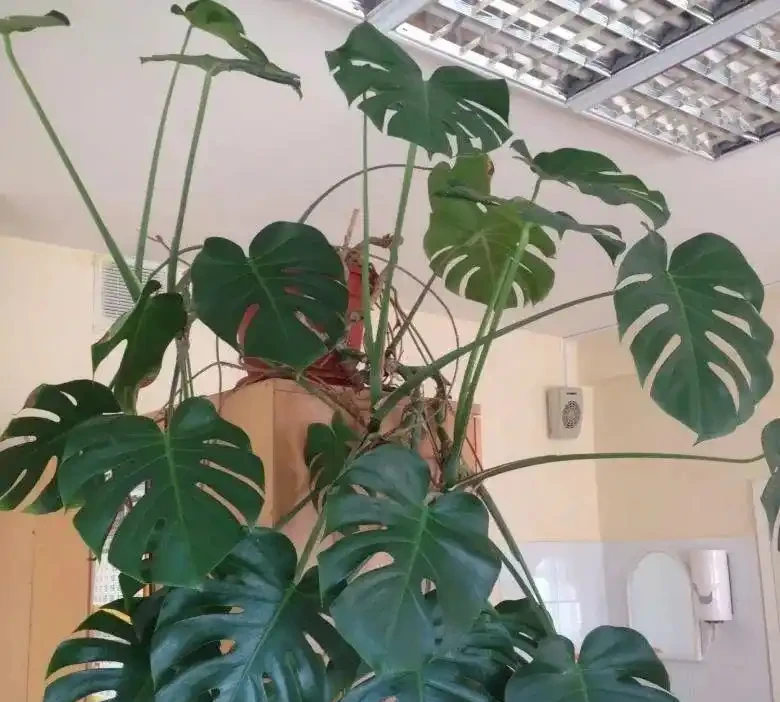 6種「洋氣花」，廁所裡養的旺，臭味吸光，衛生間變小花園