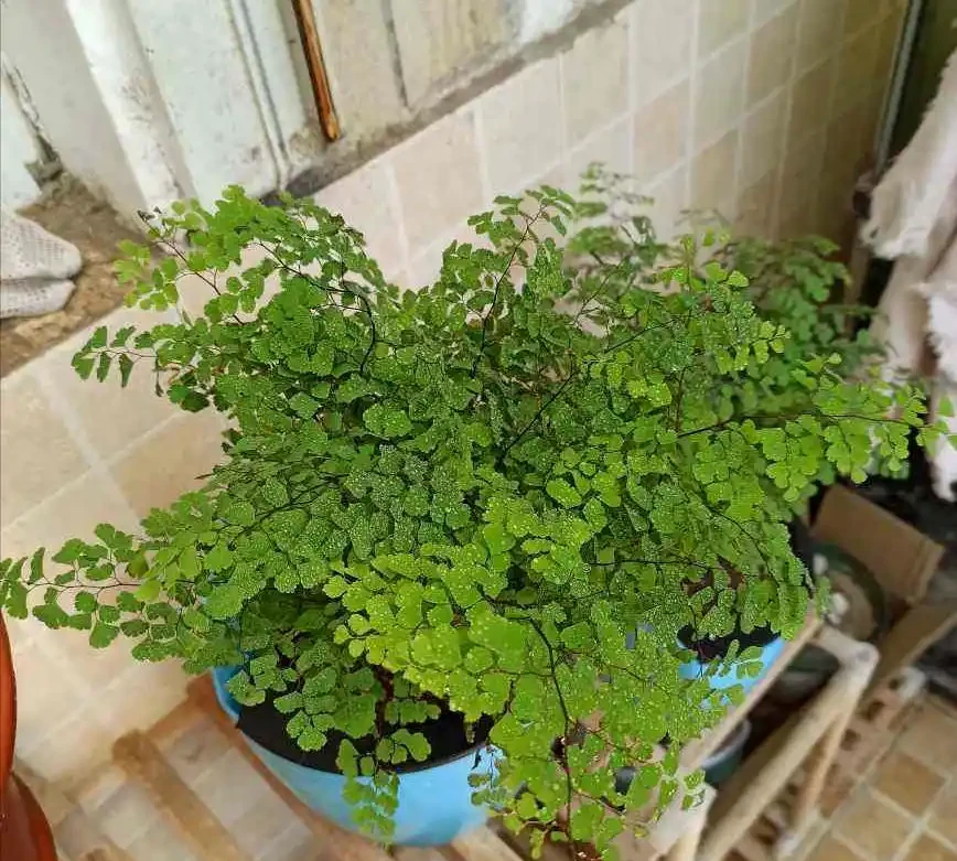6種「洋氣花」，廁所裡養的旺，臭味吸光，衛生間變小花園