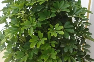 養鴨腳木，別光澆水，多做3件事，長得旺盛，葉子有光澤