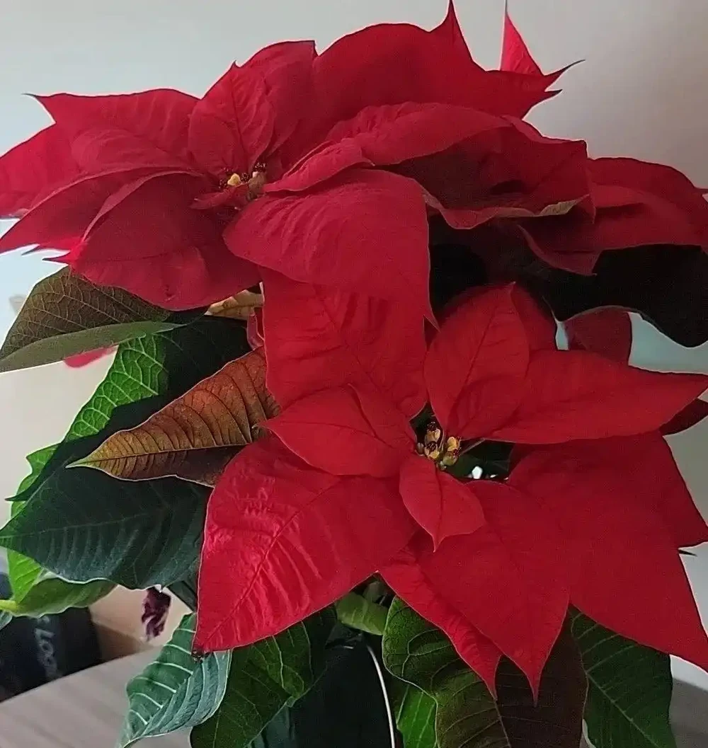 年宵花一品紅葉子掉光了也別丟,做好這6點,每年重複開彩色苞片