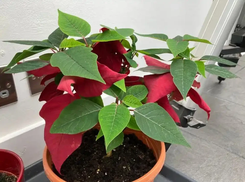 年宵花一品紅葉子掉光了也別丟,做好這6點,每年重複開彩色苞片