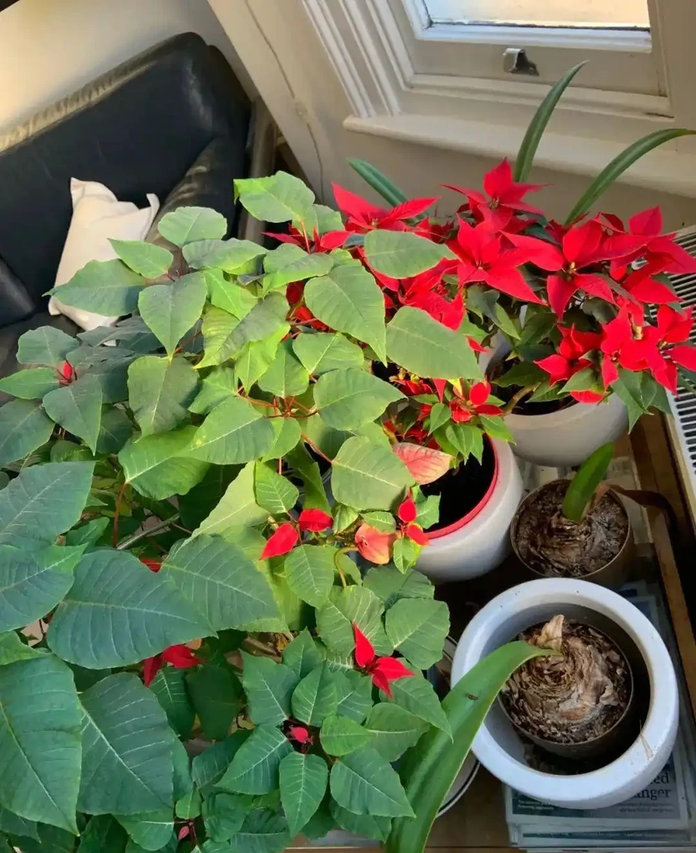 年宵花一品紅葉子掉光了也別丟,做好這6點,每年重複開彩色苞片