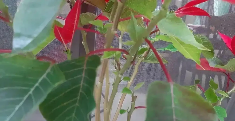 年宵花一品紅葉子掉光了也別丟,做好這6點,每年重複開彩色苞片