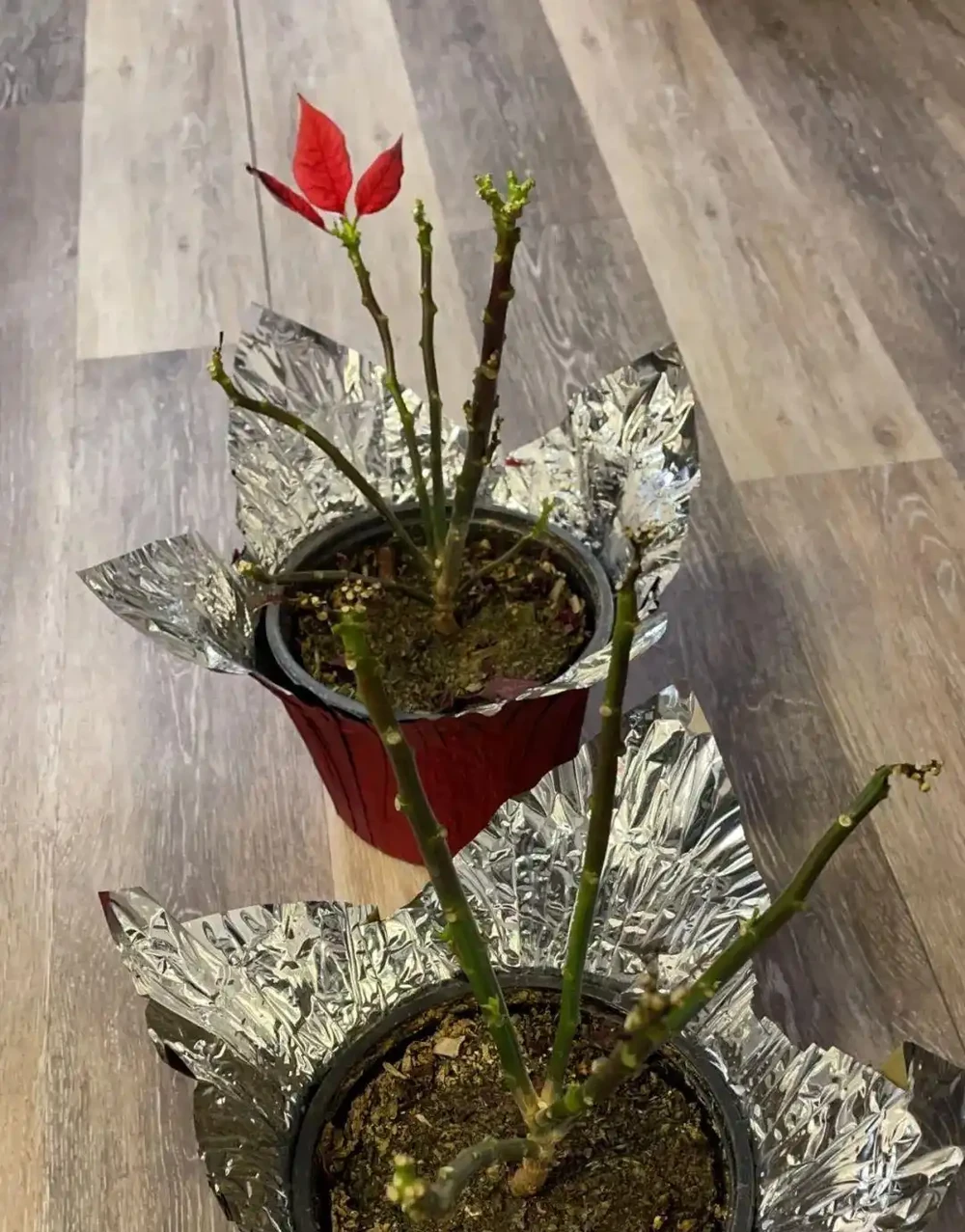 年宵花一品紅葉子掉光了也別丟,做好這6點,每年重複開彩色苞片