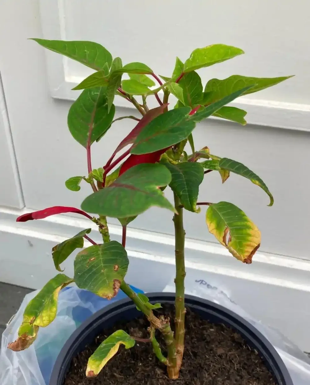 年宵花一品紅葉子掉光了也別丟,做好這6點,每年重複開彩色苞片