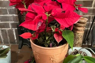 年宵花一品紅葉子掉光了也別丟，做好這6點，每年重複開彩色苞片