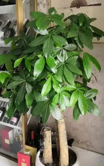 發財樹最愛「2種水」,定期澆灌,做好3點,葉片油綠長勢旺